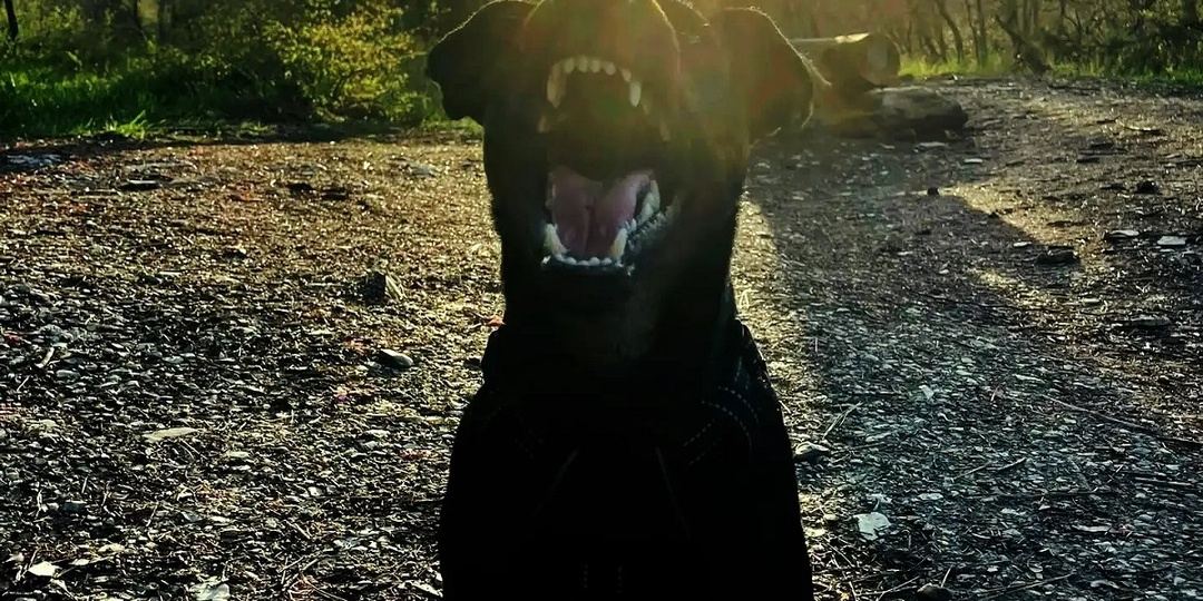 Уход за шерстью ягдтерьера: нужен ли тримминг гладкошерстной собаке? (Нюансы груминга)