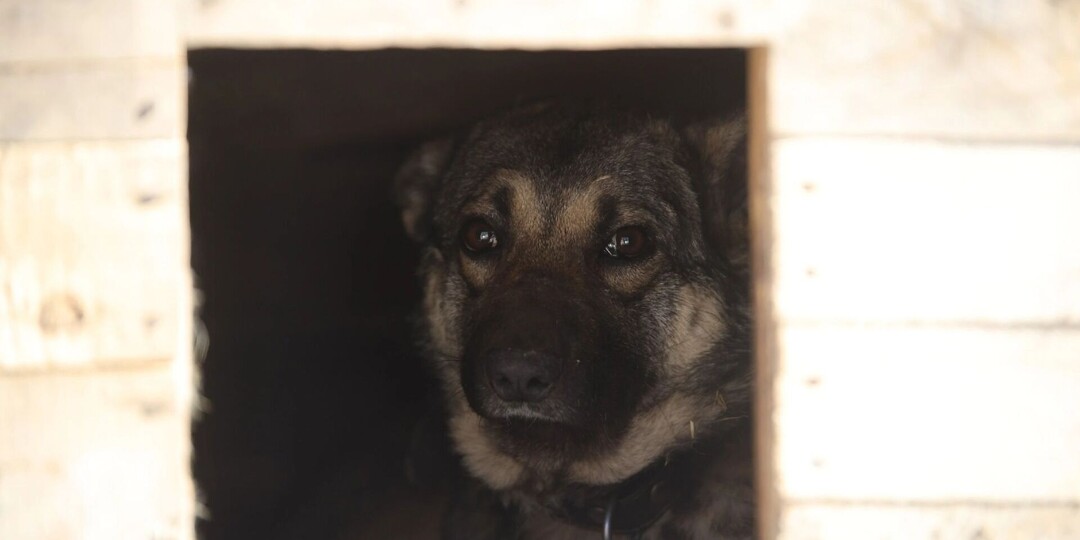 Узники стаи: в Удмуртии волонтеры героически спасают собак с «черной» передержки