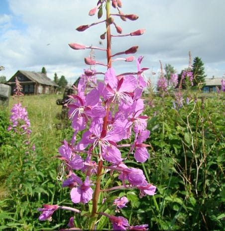 Жизнь длинною в сто лет