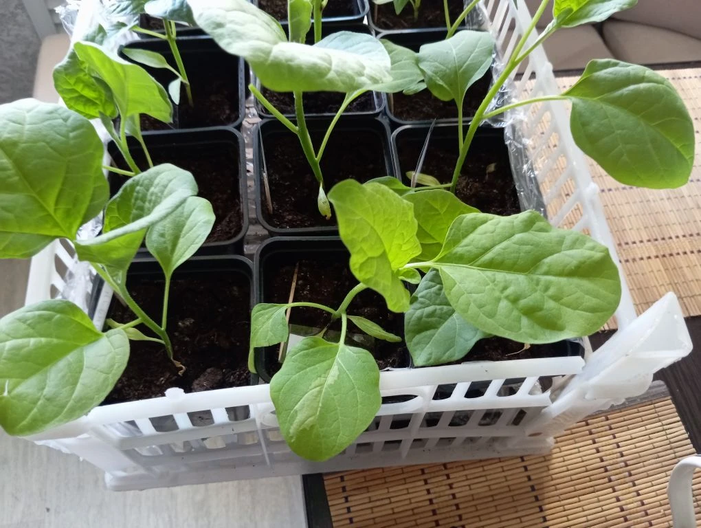 Мои баклажанчики