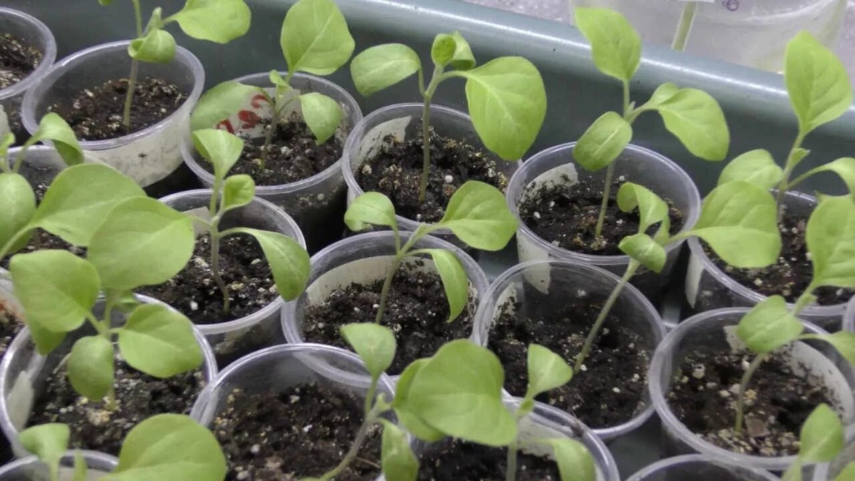 Вытягивание рассады баклажанов