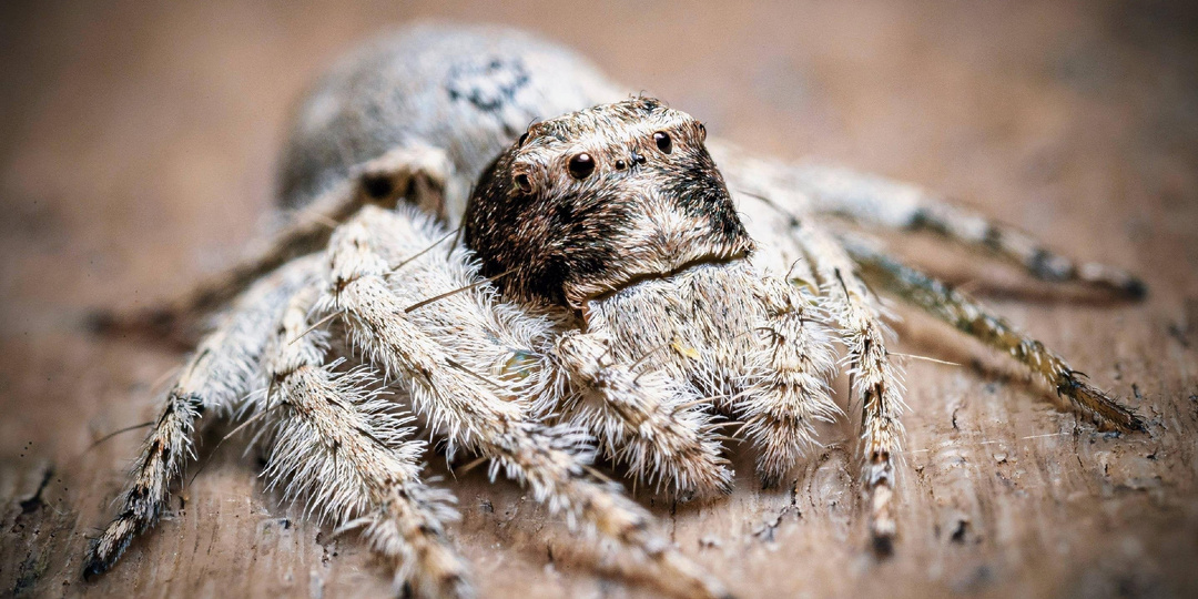 Рысь, которую никто не замечает. Пауки Hamataliwa