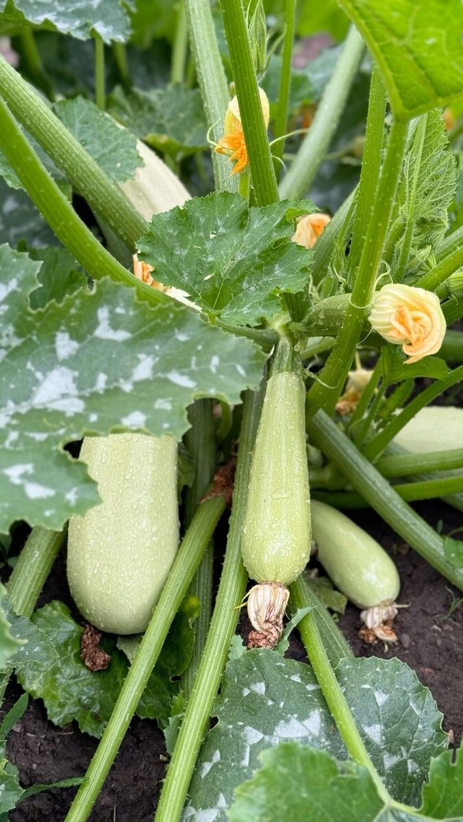 Урожай зависит от атмосферы