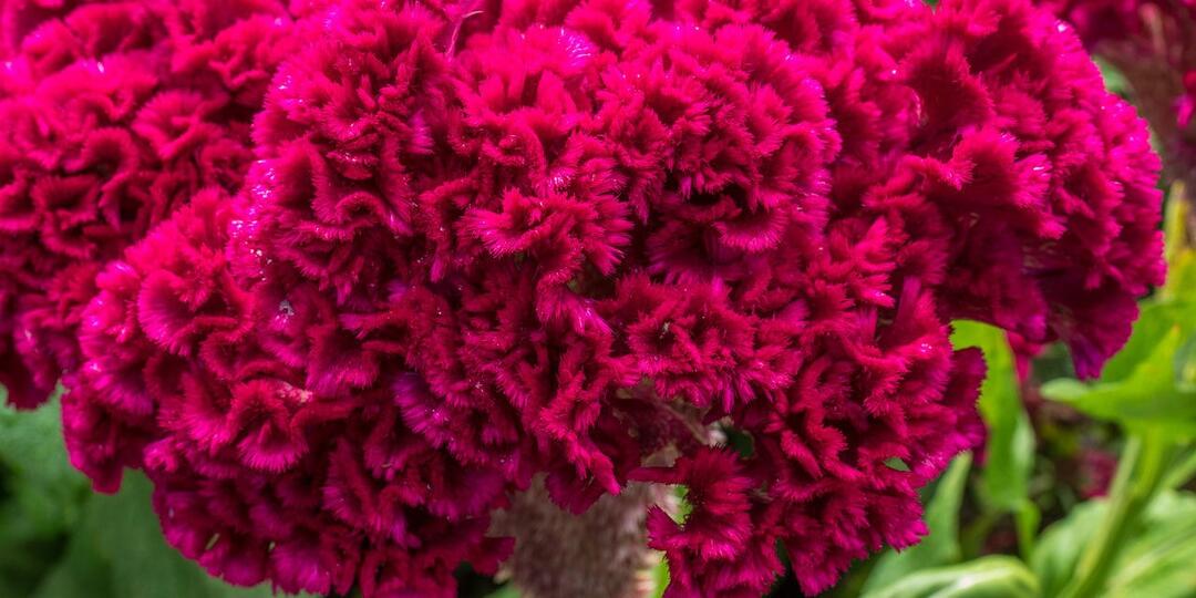 🌸 Самые трендовые цветы 2026