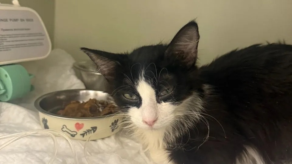 Заболела малышка Лулу