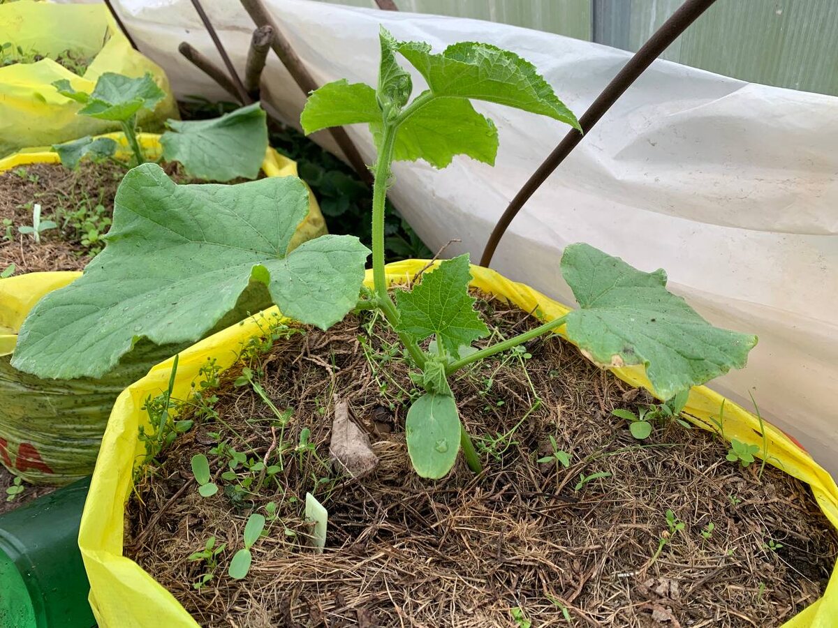 Огурцы по моему методу растут в неотапливаемой теплице. Хорошо себя показал сорт Шарлотта. 17.04.26. Фото автора 