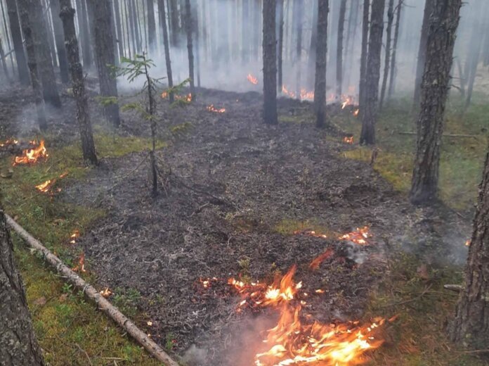    Фото: Пермский лесопожарный центр