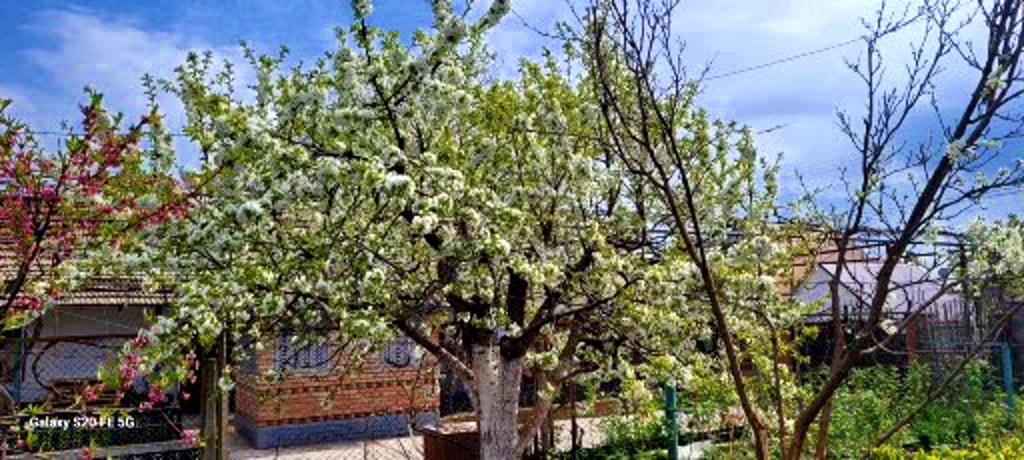 Белая черешня и персик