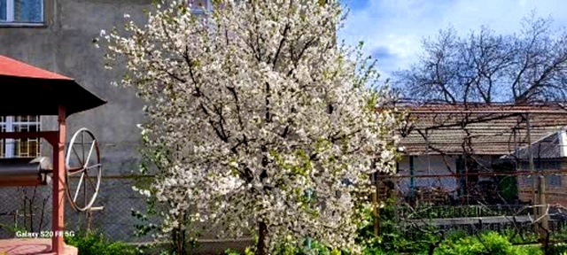 Ранняя вишня