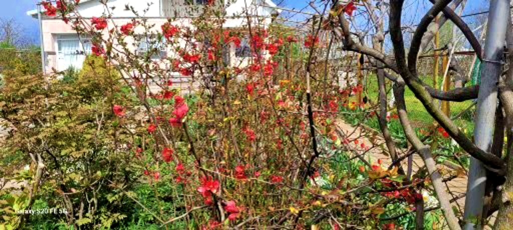 Наш сад и мои хвостики