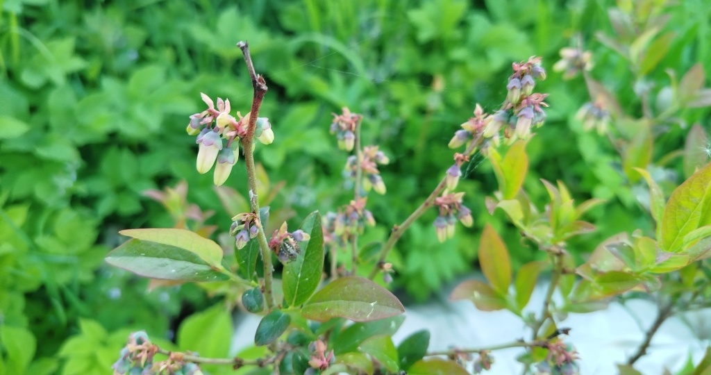 Уход за голубикой весной: обрезка, подкормка, обработка