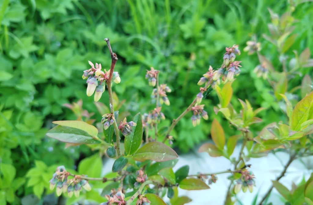  Голубика в мае