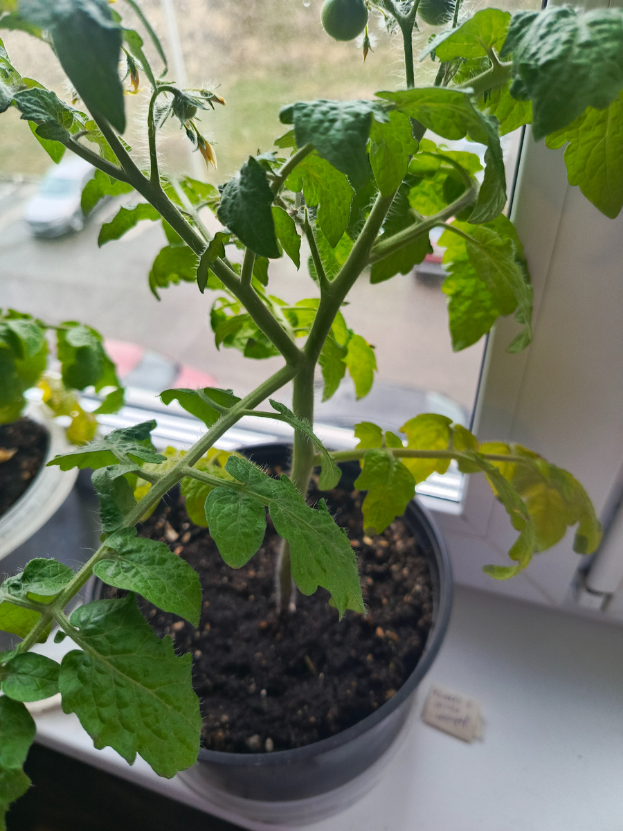 Томат " Клюква в сахаре"