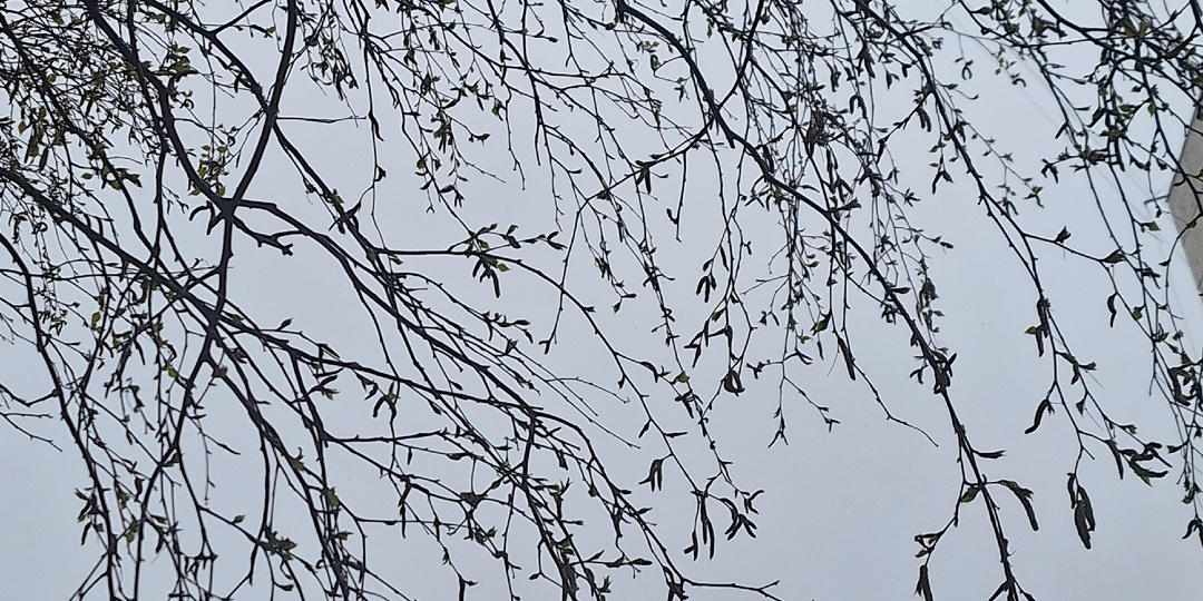 Про пасмурный весенний денёк, про сухопутных улиток и как это стало частью романтического фэнтези.