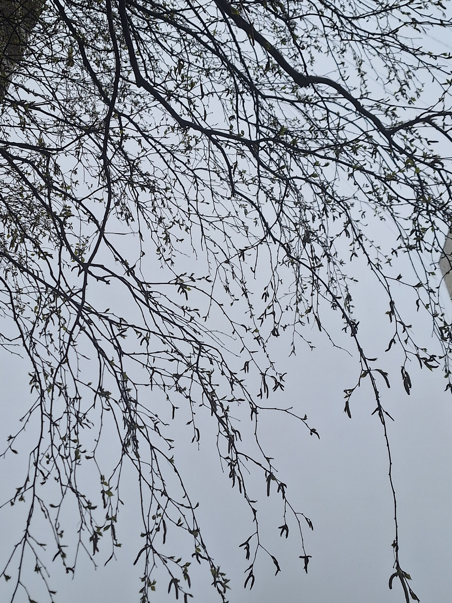 Ветки берёзы. Фото - собственность автора канала "ТАК НАДО".