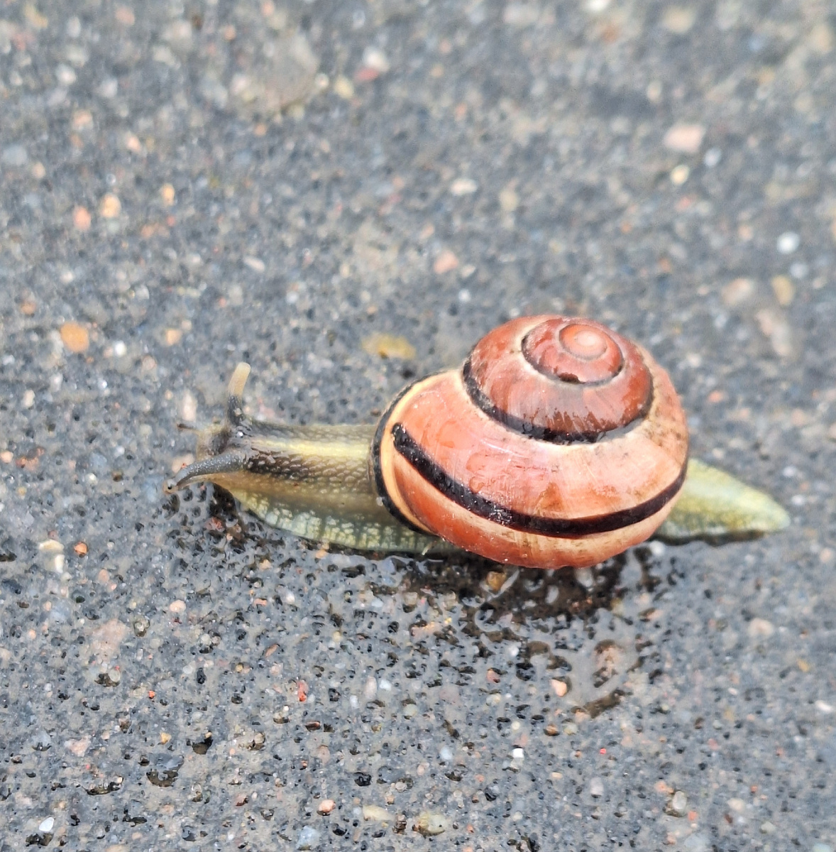 Сухопутная улитка на асфальте. Фото - собственность автора канала "ТАК НАДО".