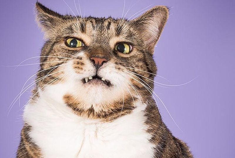 😾Почему у меня злобный характер? Откровения вашего кота