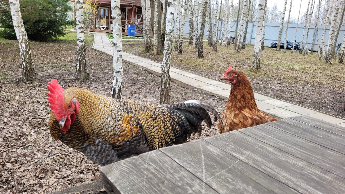 Запрыгнули на скамейку.