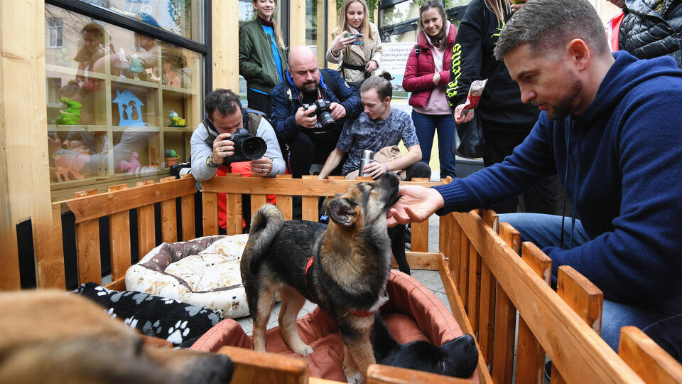     На фестивале "Пасхальный дар" пристроили 11 животных из приютов РИА Новости/Кирилл Каллиников