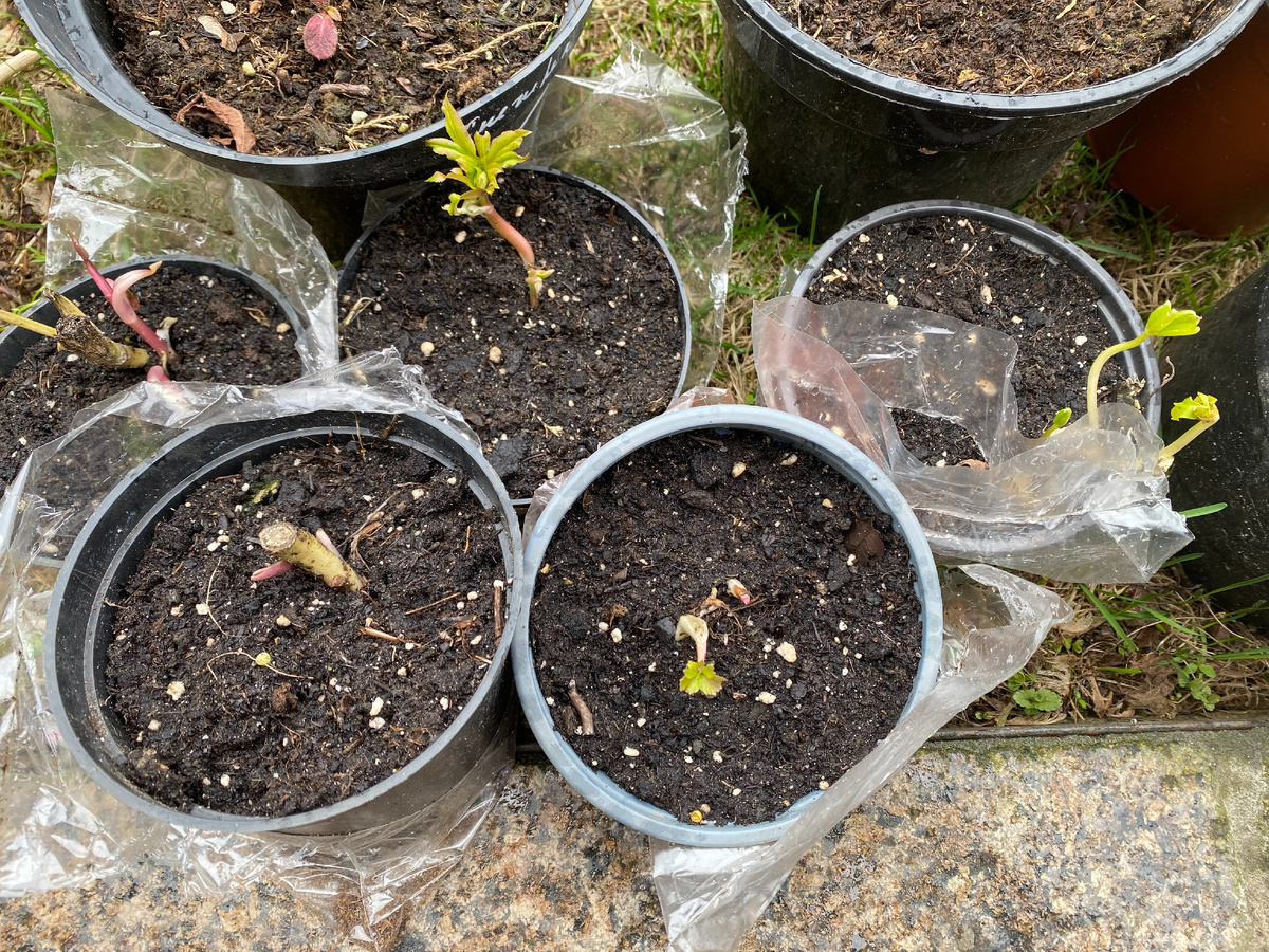 Саженцы благополучно пережили резкое весеннее похолодание на улице, фото автора