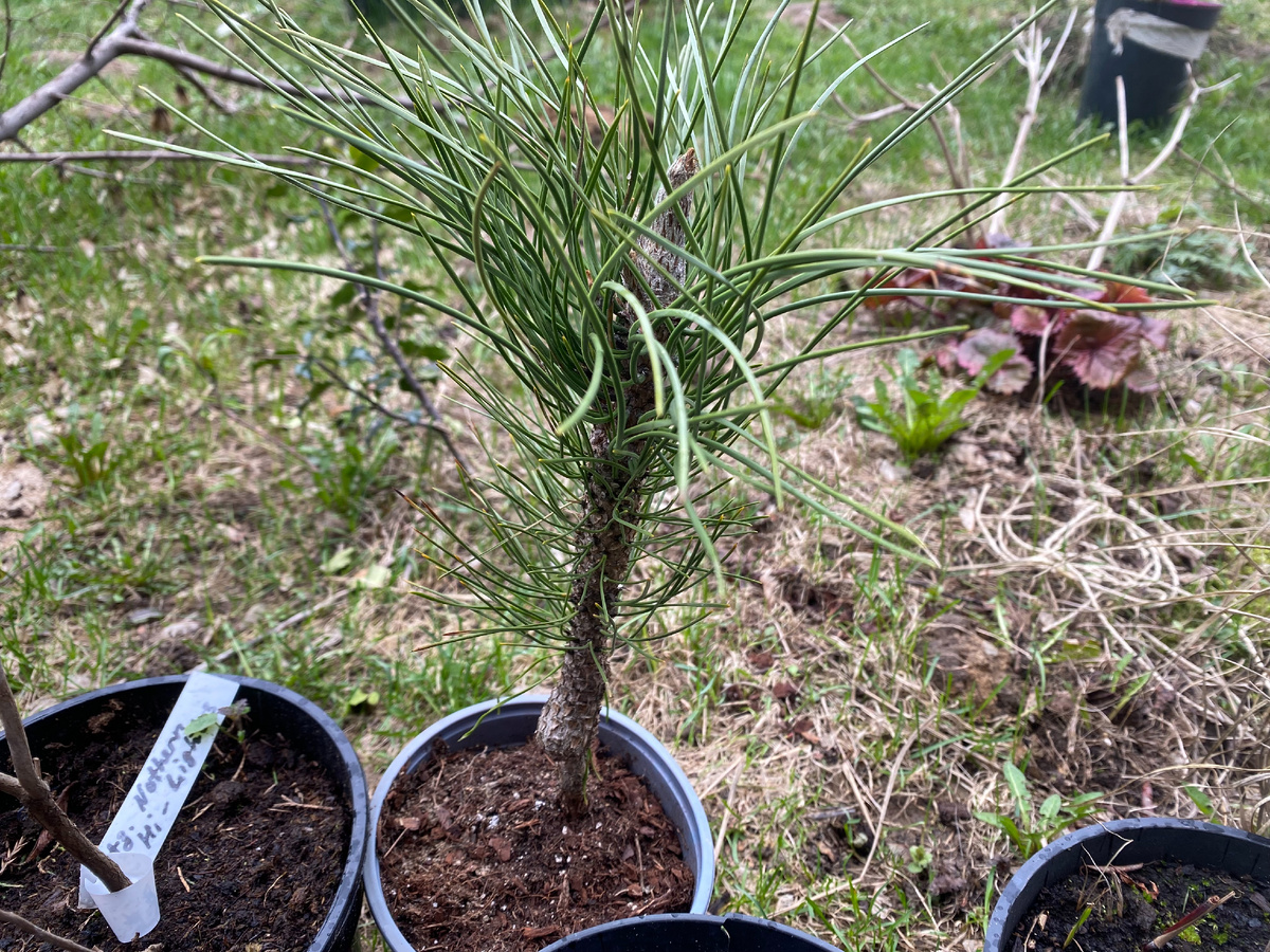 Саженец сосны черной Грин Тауэр, фото автора