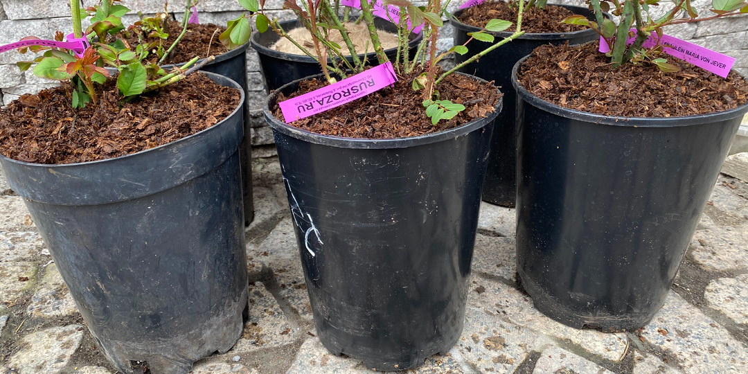 Пришли первые заказы растений: розы и морозник