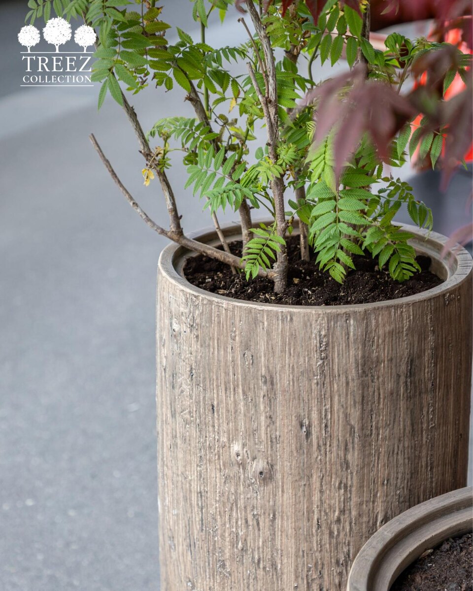 Кашпо TREEZ Collection