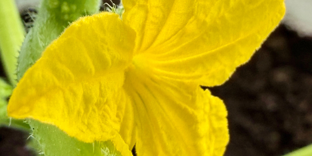 Сегодня на огурцах распустился первый цветок! Дождались!