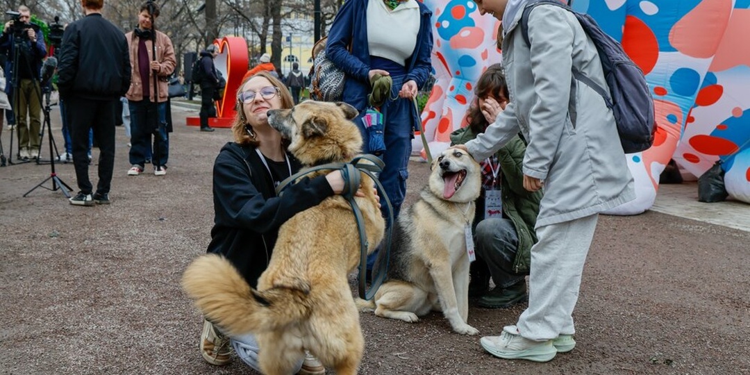 В первый день мероприятия проекта "Моспитомец" 11 собак и кошек нашли хозяев