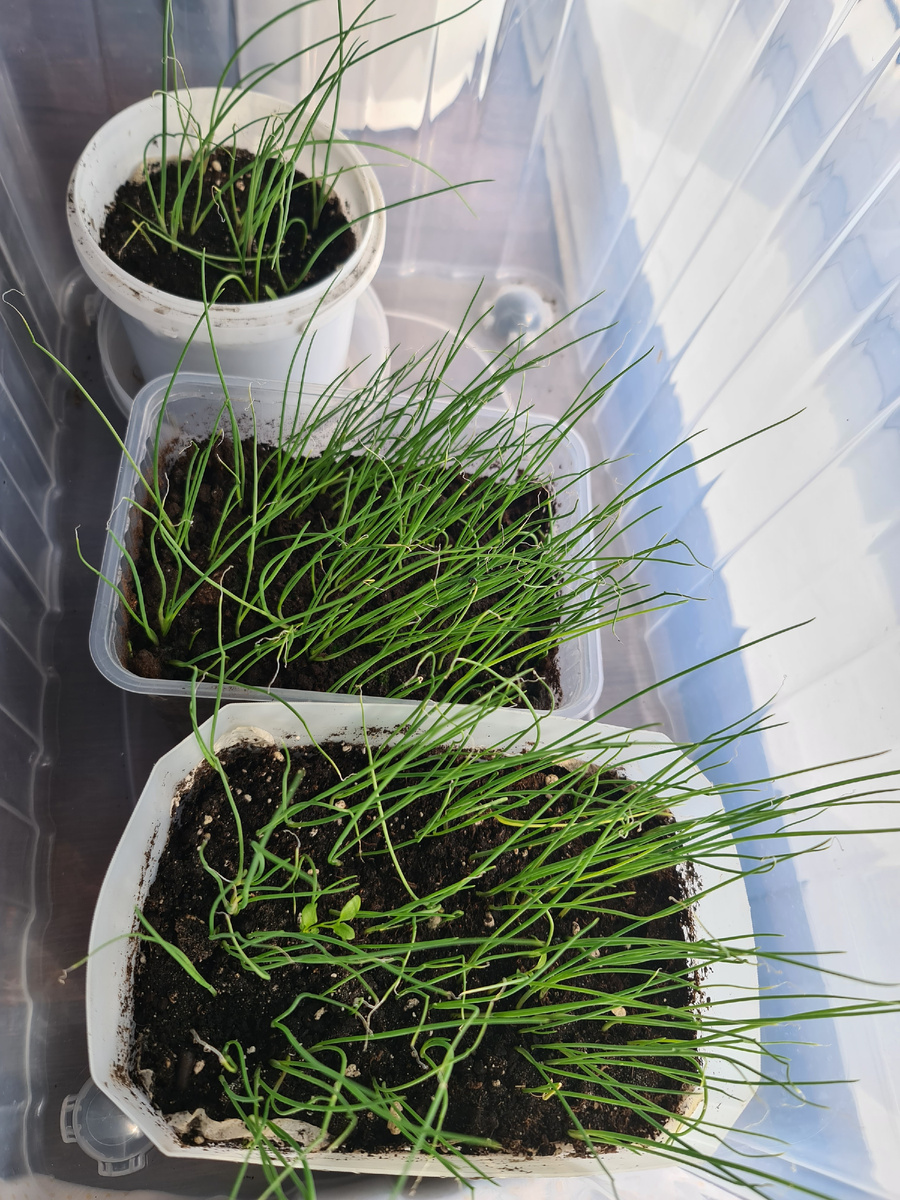 Эксибишен мартовский. В ведерке Ялтинский красный