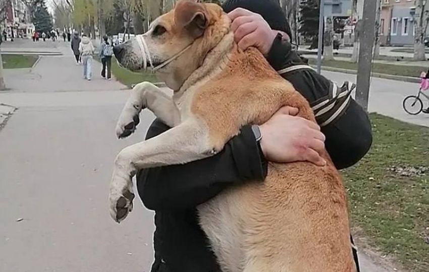 Их десятки: названо количество отловленных и выпущенных на волю бродячих собак в Волгодонске