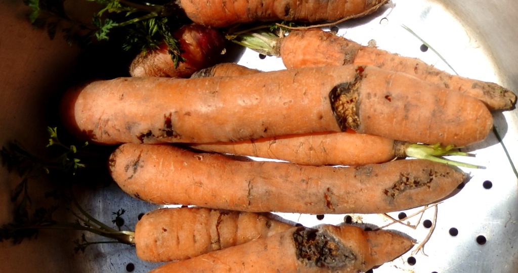 Первый и второй лёт морковной мухи: как бороться?