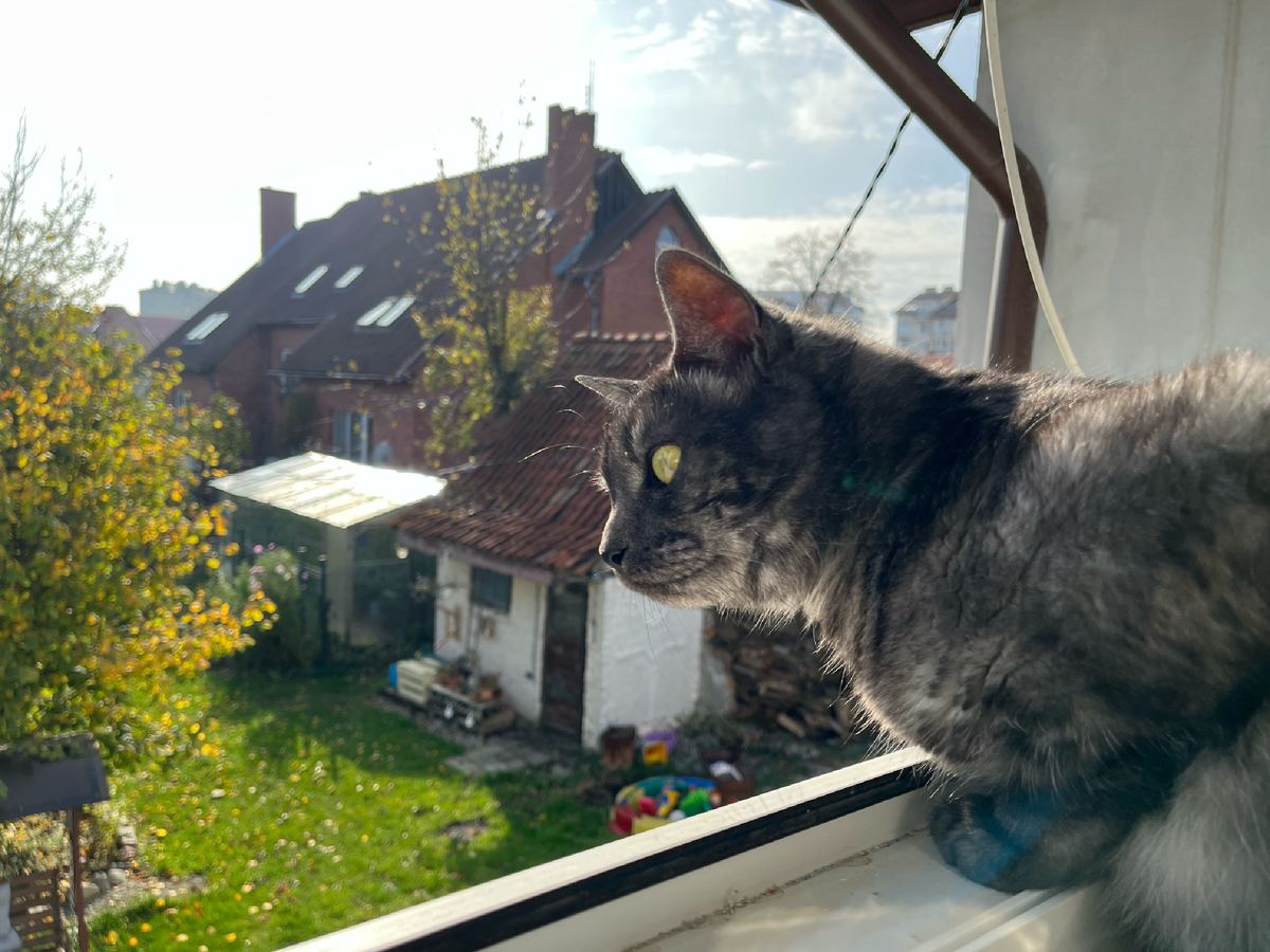 Кошка Дымка. г. Зеленоградск. Весна 2023 г. Фото автора