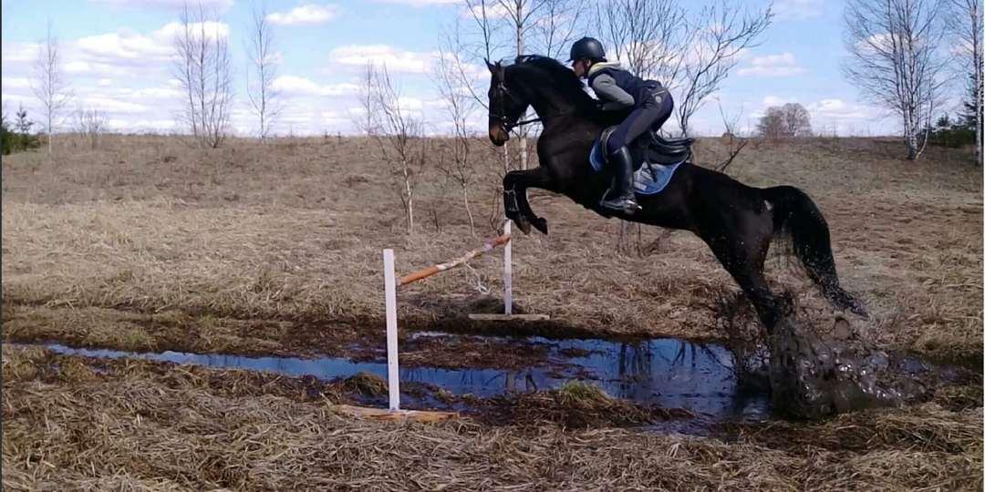 Русская верховая порода лошадей. Личный опыт коневладельца