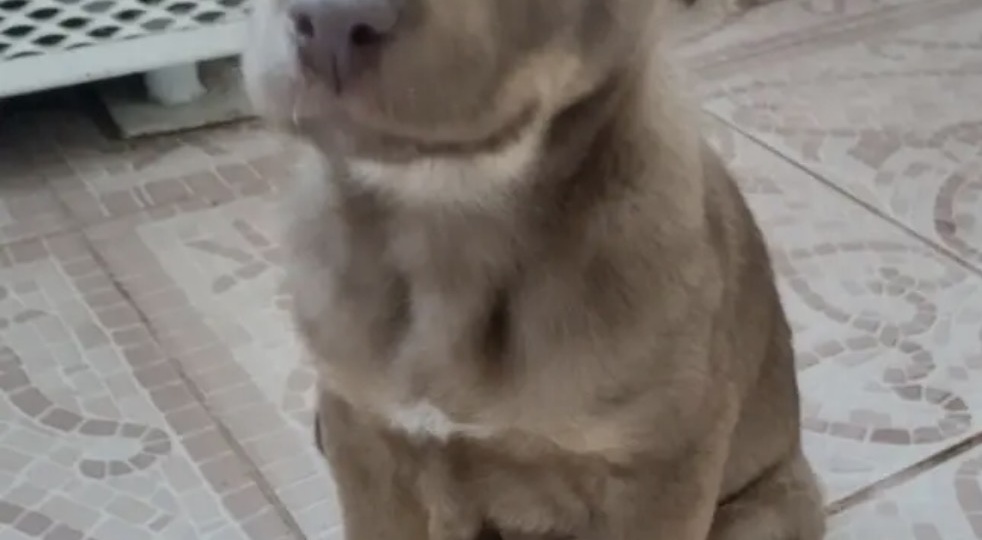 Шоколадкин. Щенка сегодня отправят на улицу