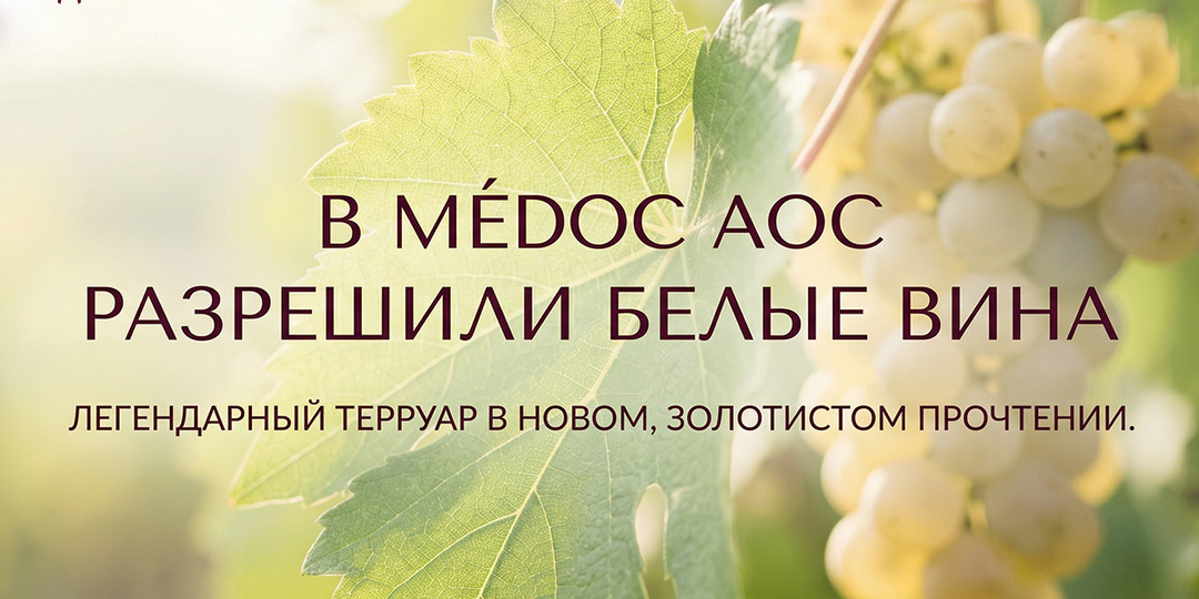 В Médoc AOC разрешили белые вина