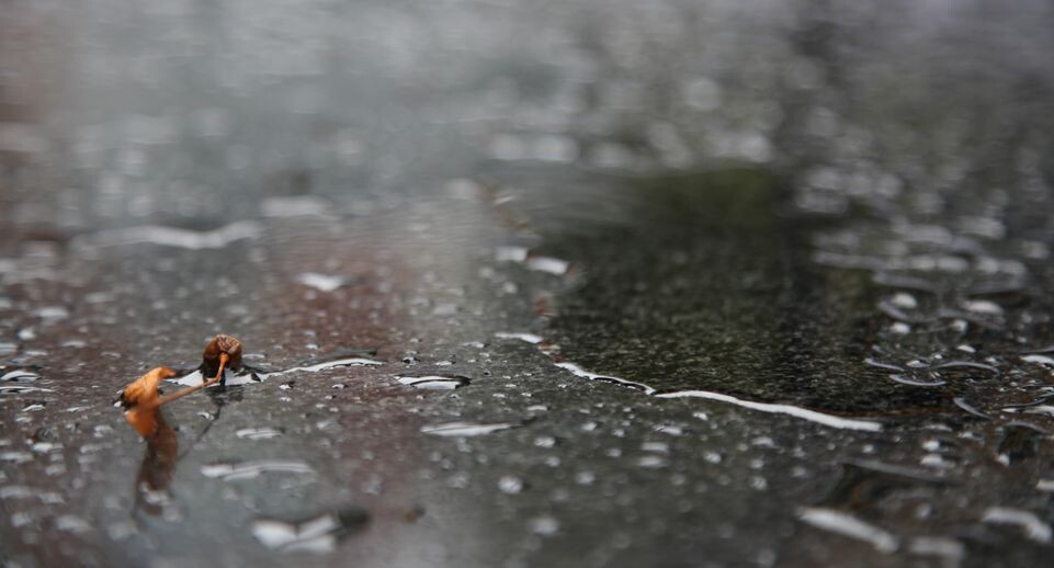    Капли воды после дождя / Медиасток.рф