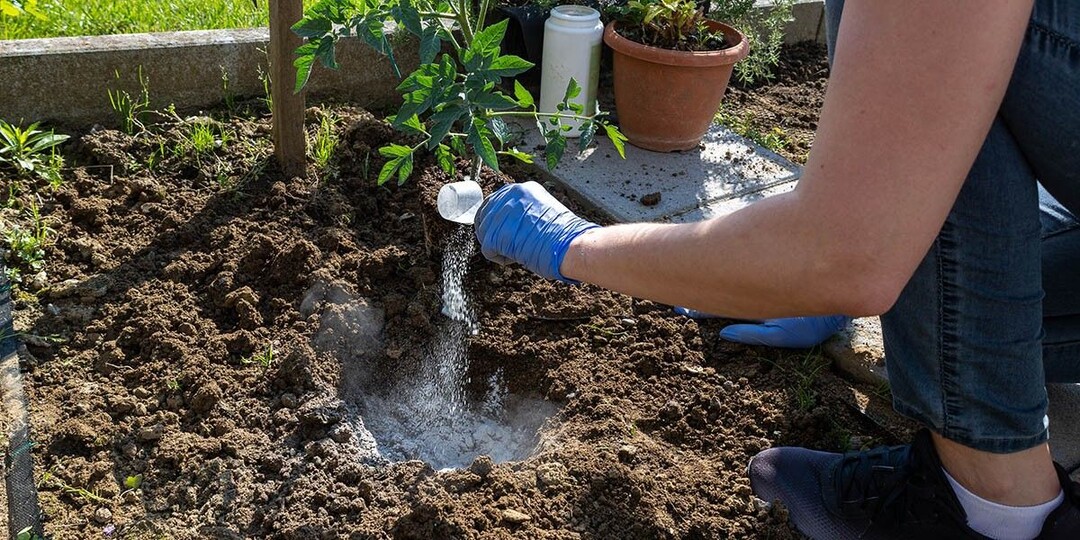 Как высаживать рассаду в грунт, чтобы получить хороший урожай