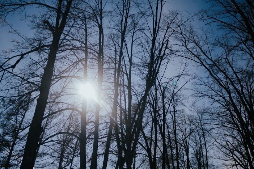    Солнце. Деревья. Источник: Толк