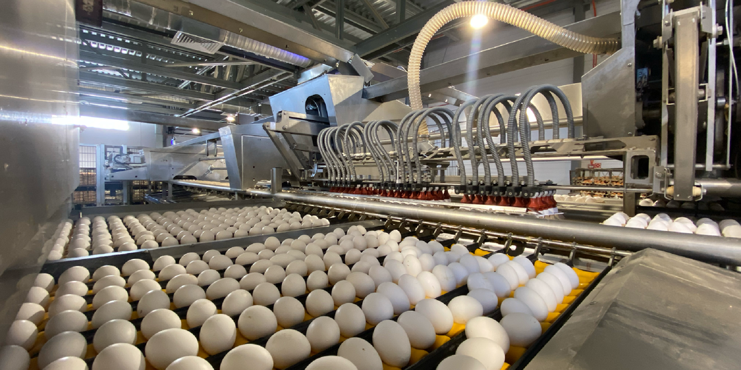 «Птицефабрика Чайковская» поставила новый рекорд производства яйца