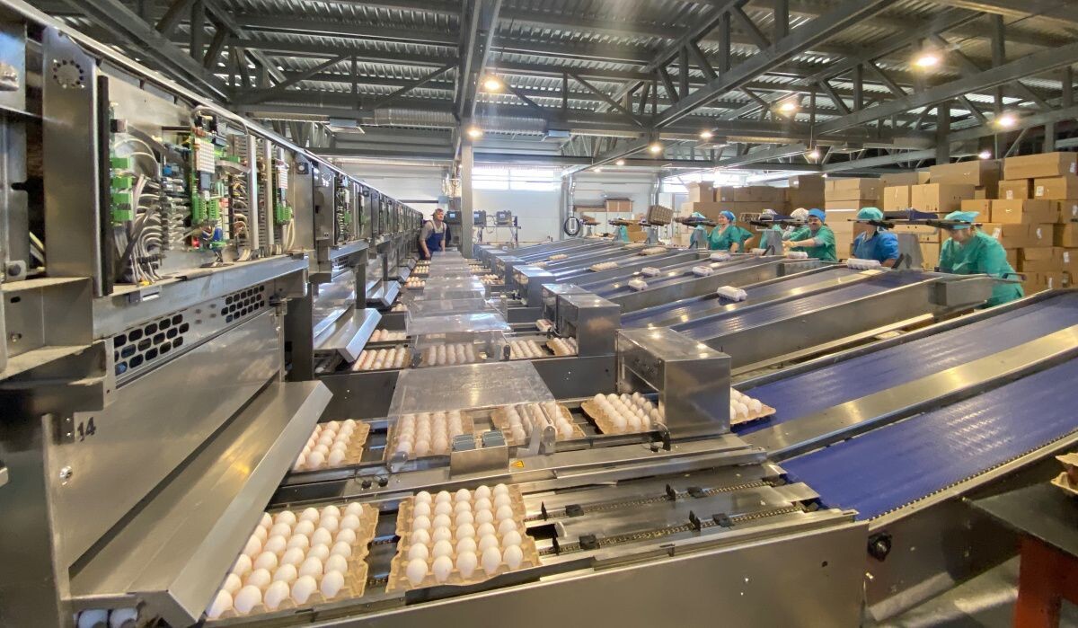     Сортировочный цех птицефабрики. Источник: АОН Автор фото: Никита Белов