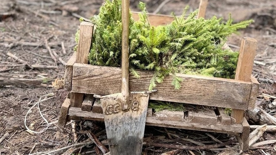 В Смоленской области стартовал весенний лесокультурный сезон