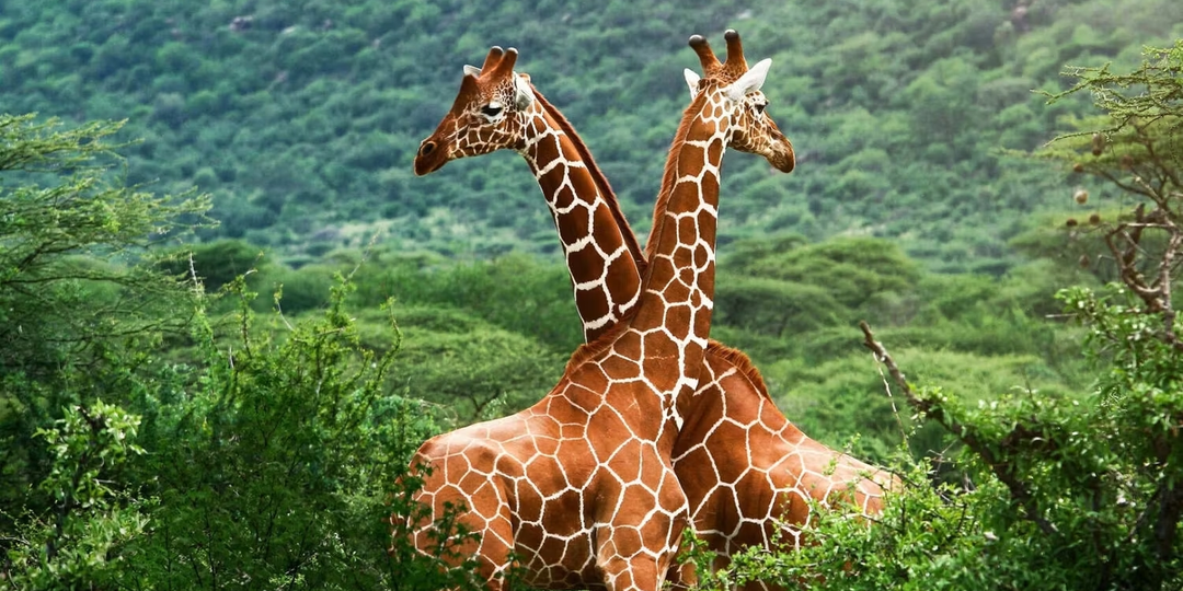 6 африканских приключений — выбирайте своё