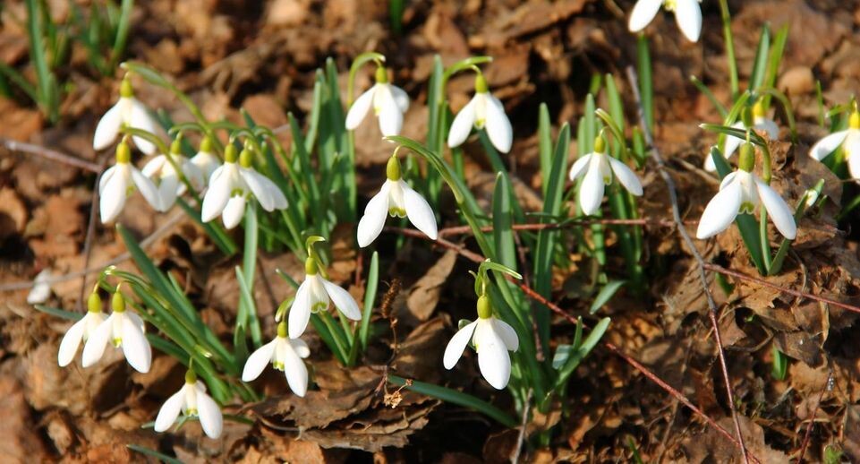    Министерство экологии и природопользования Московской области