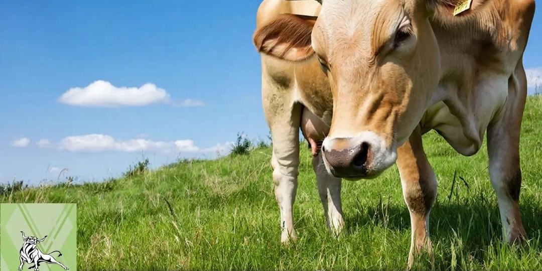 🌡️ Тепловой стресс