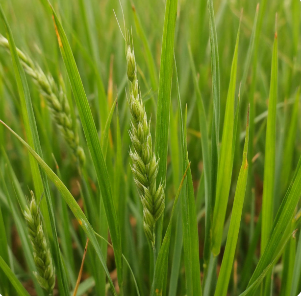 пырей ползучий