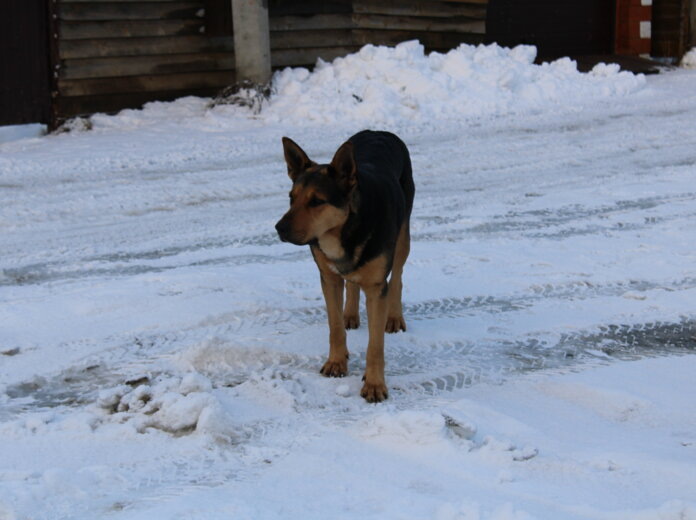 Жительница Прикамья получила полмиллиона рублей за нападение собаки