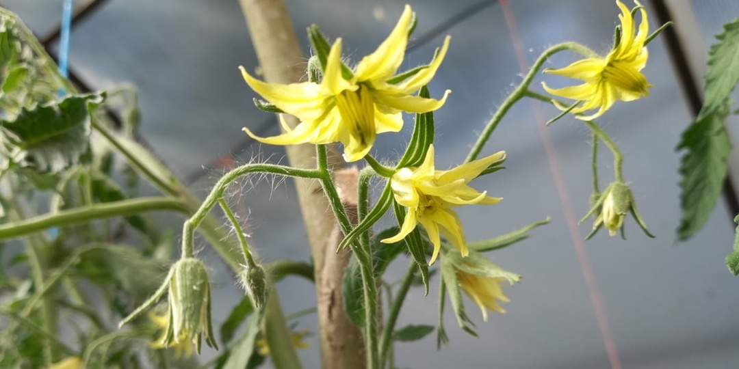 Оказывается, завязь томатов зависит от 3 факторов: проверил на своих кустах