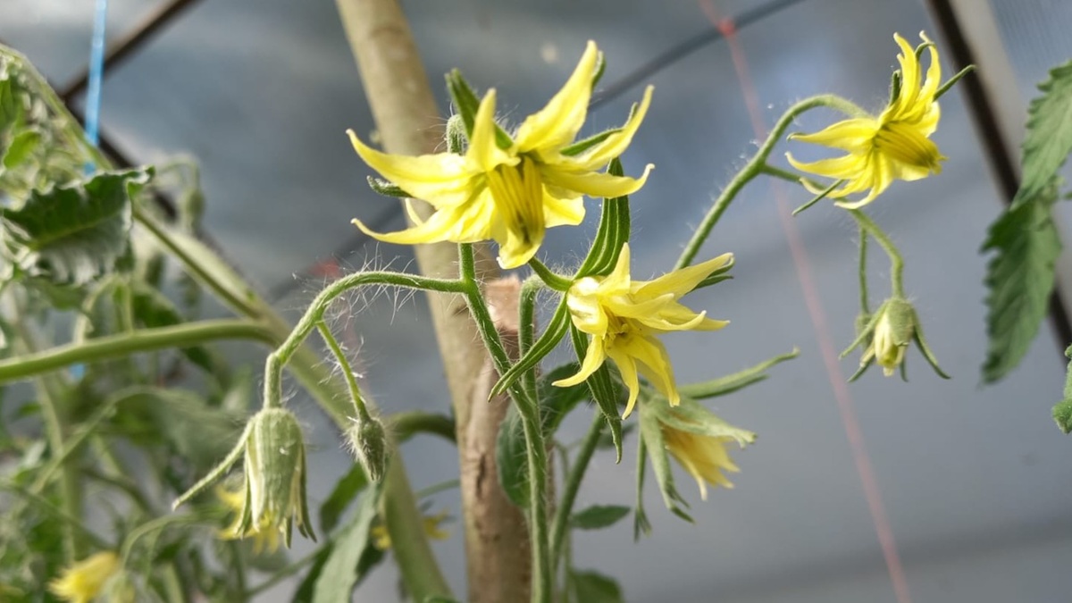 Цветок томата опыляет сам себя — пыльце не нужно лететь на соседний куст