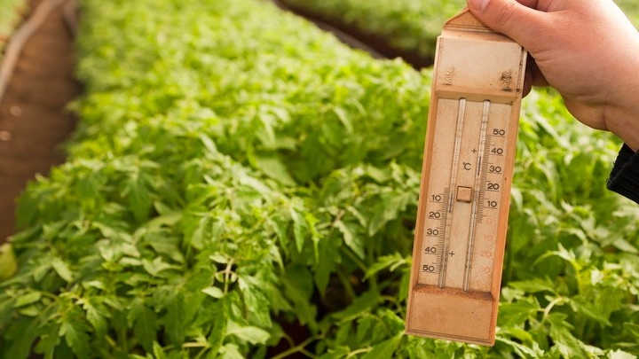 При такой температуре пыльца уже не работает — встряхивание ничего не даст